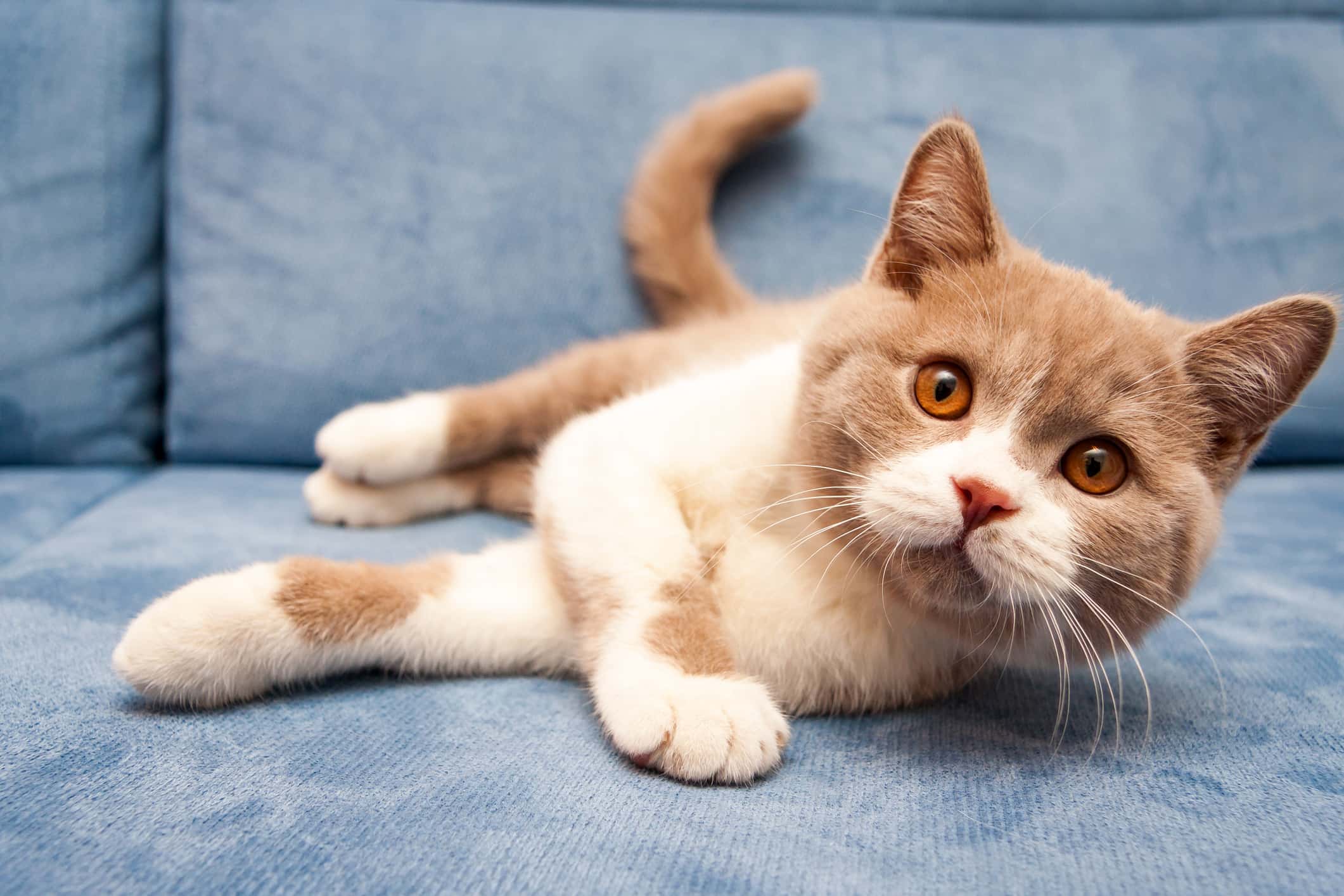 cute British lilac white bicolour cat is lying on a blue sofa and looking straight at the camera