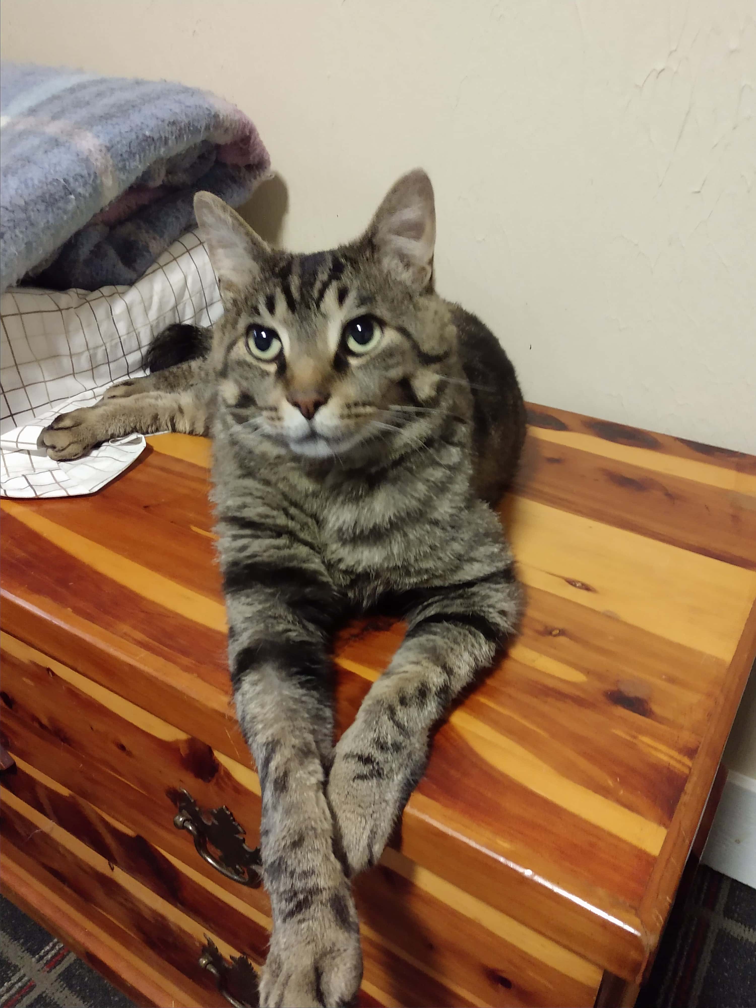 Chef the Adoptable Cat