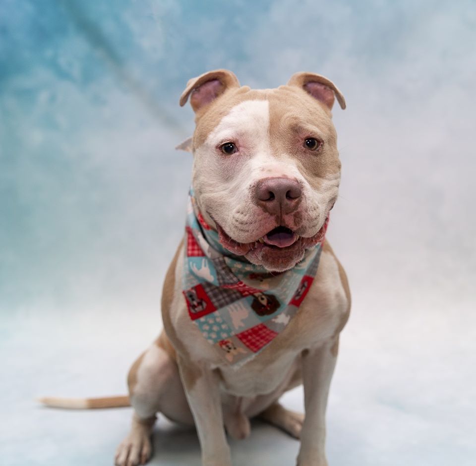 Gerrald the adoptable dog!