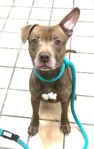 Tank the adoptable dog