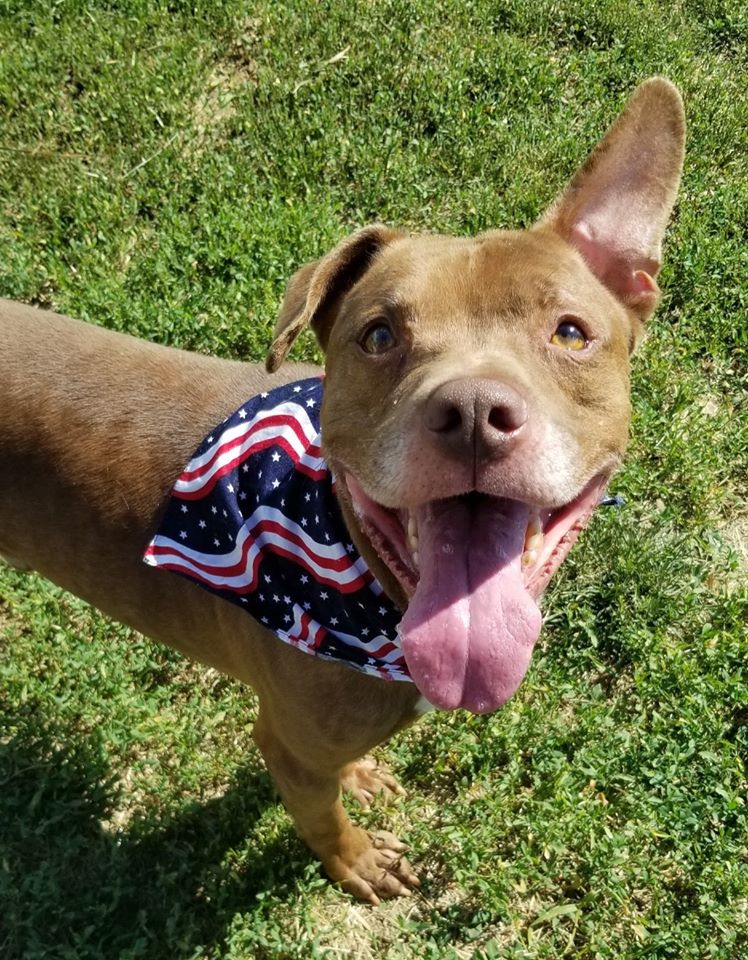 Tank the adoptable dog!