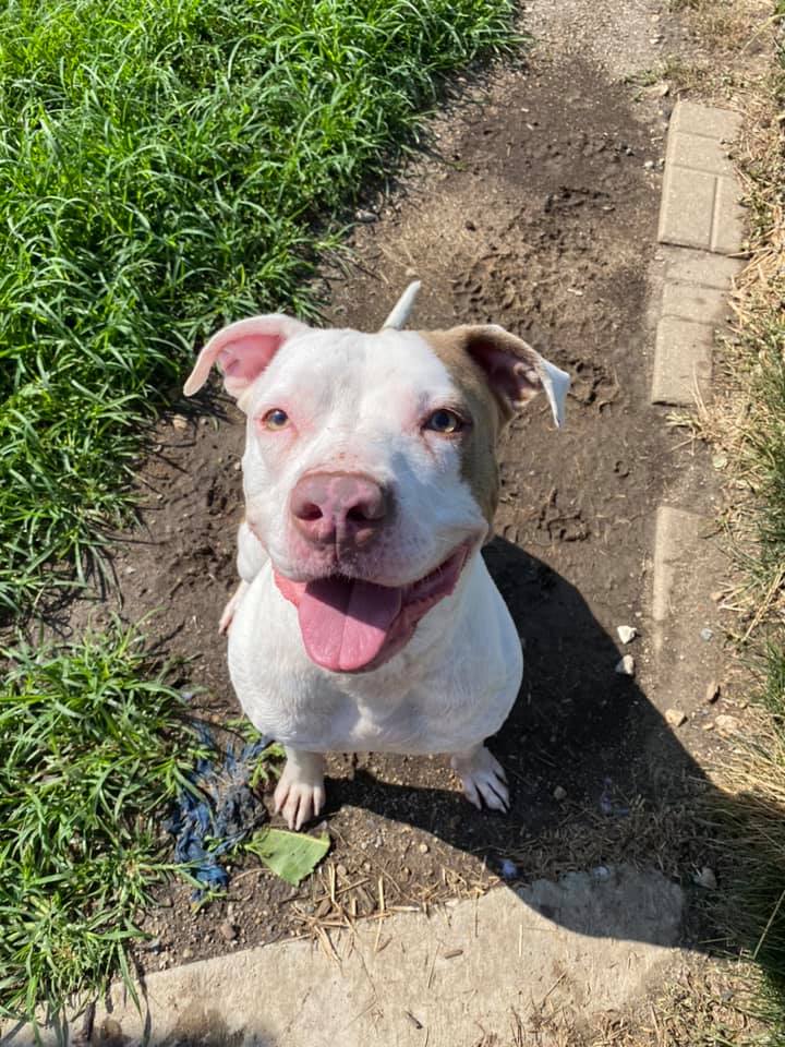 Sabey the adoptable dog