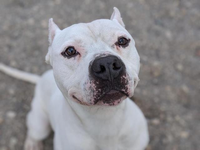 Choppo the adoptable dog