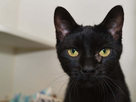 Cat names Jane
