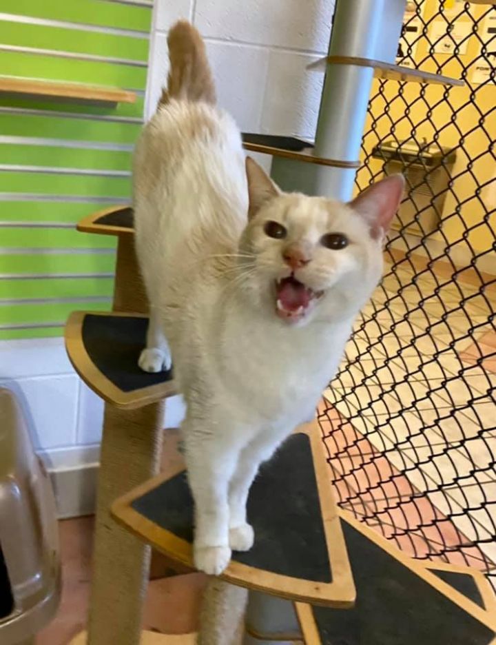 Skylor the adoptable cat