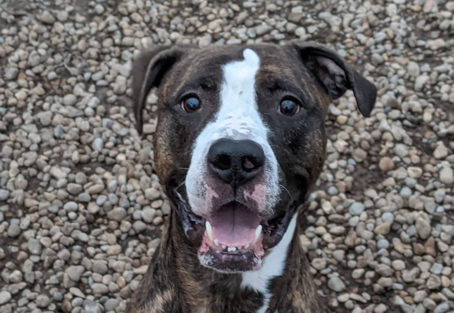 Rey the Adoptable Dog