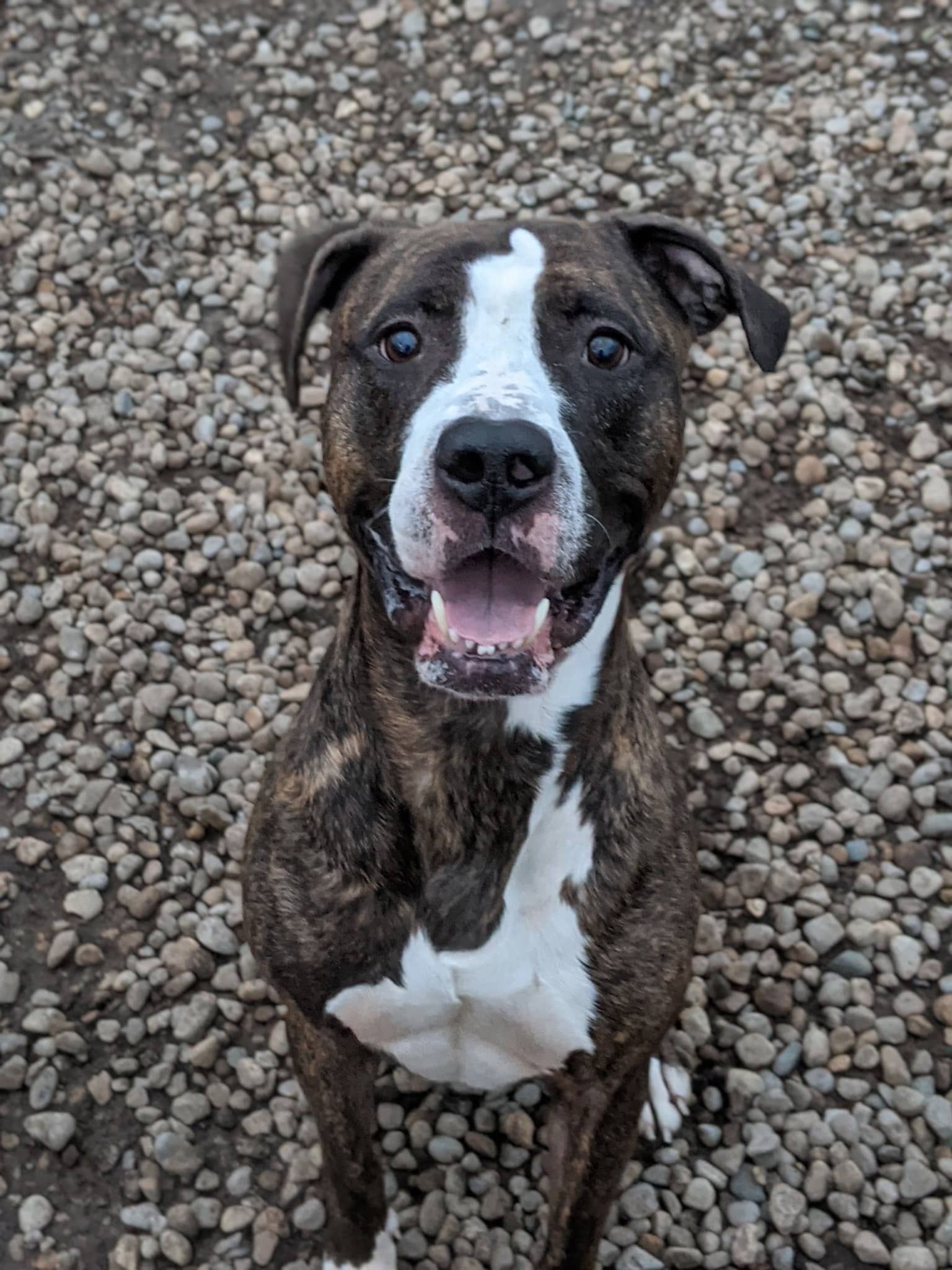 Rey the Adoptable Dog