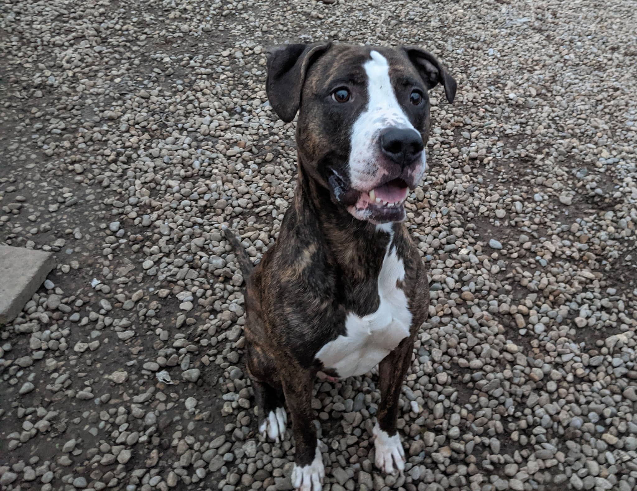 Rey the Adoptable Dog