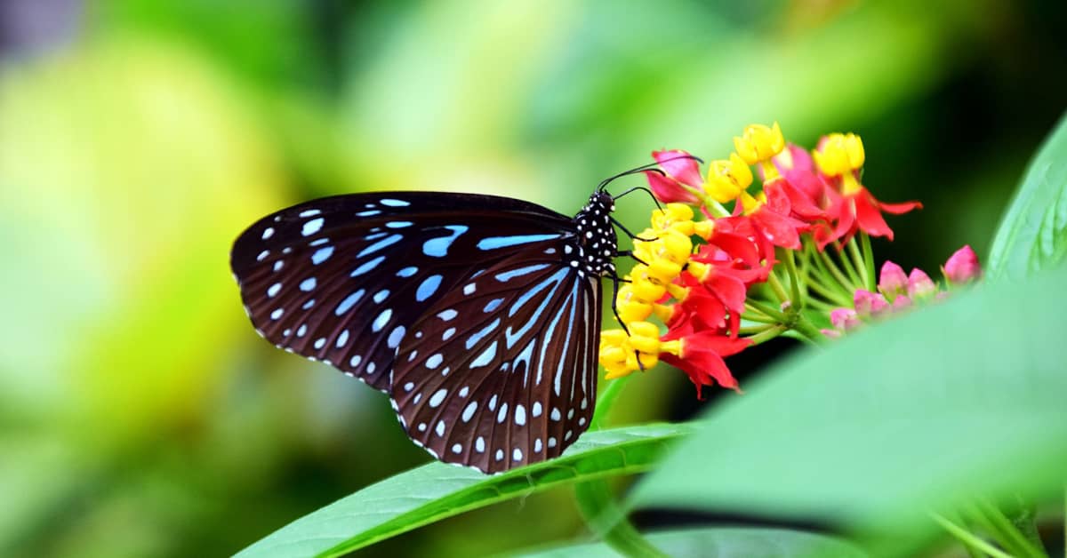 black and blue Butterfly on a flower