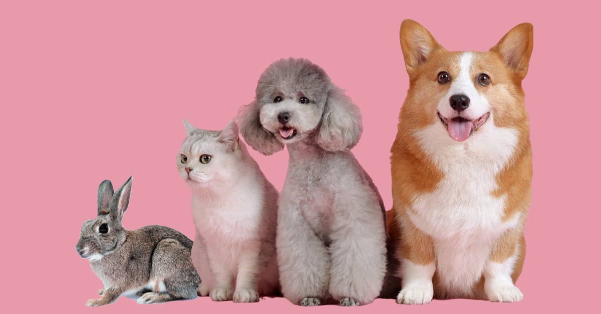 A rabbit, cat, and two dogs