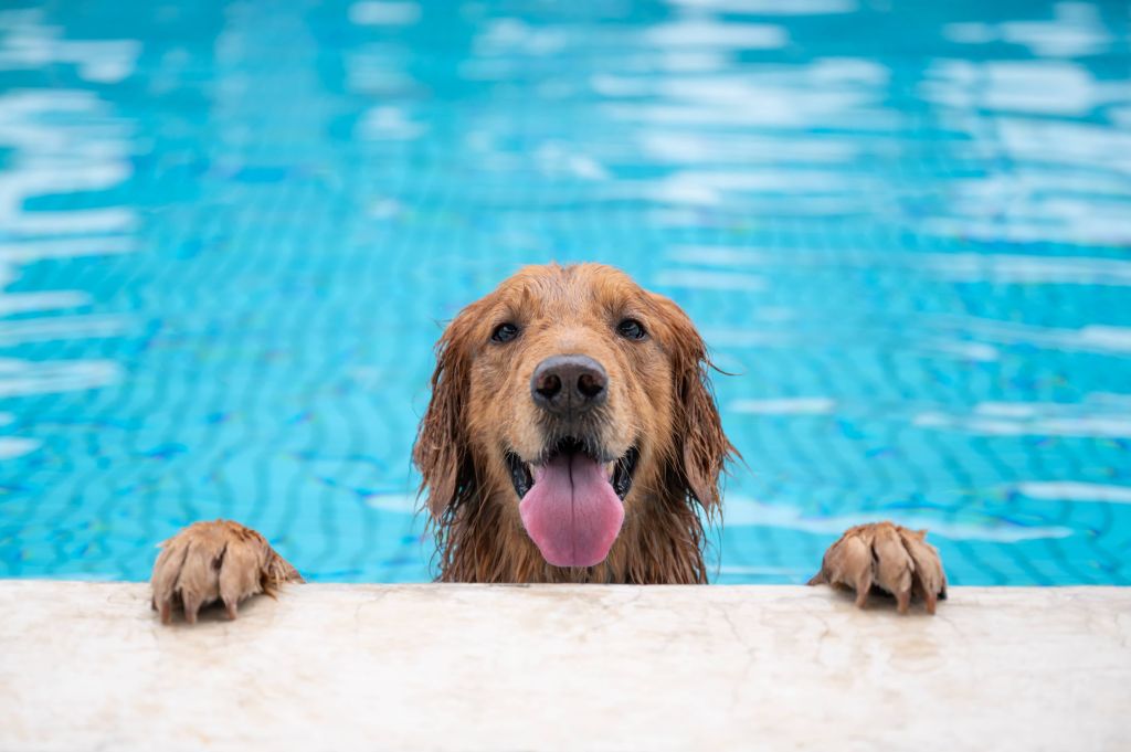 Golden retriever lying by the pool