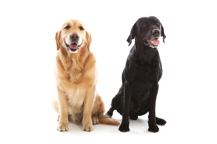 Golden Retriever And Black Labrador Sitting On White Background