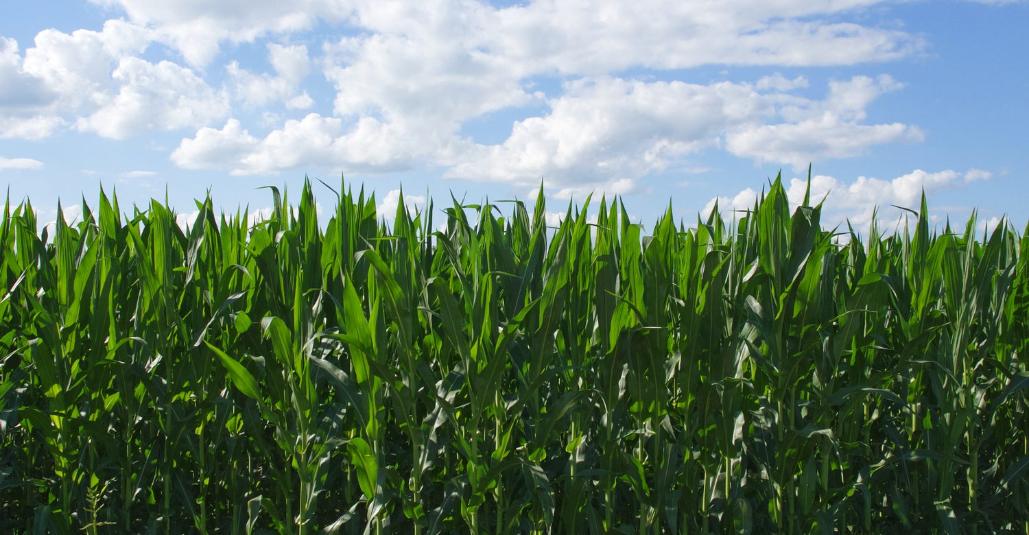 Plants of corn on a farm plot. Farmland. Growing corn. Agro-landscape.