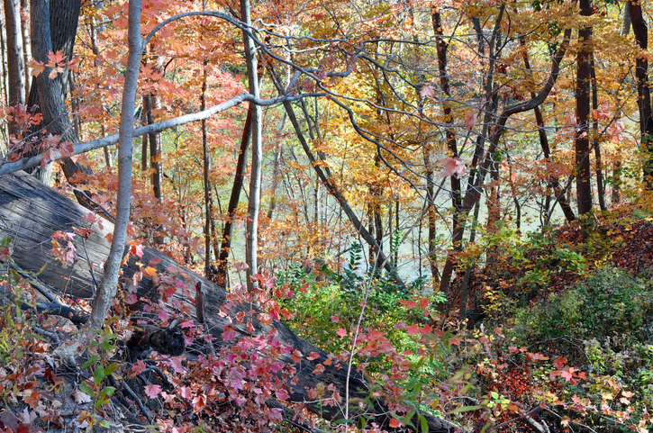 Tel-Hy Nature Preserve, W Huntington, Indiana