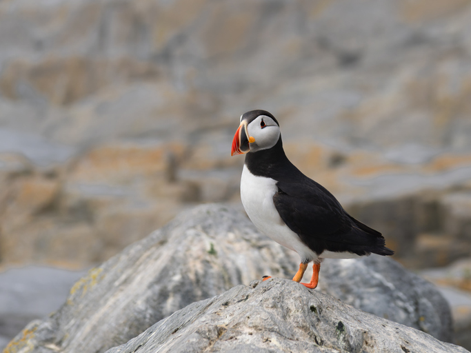 Close-up of an Atlantic Puffin perching on a textured rock, showcasing its distinctive colorful beak and black and white plumage